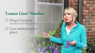 Lemon Lime Nandina from Southern Living - Why You'll Love This Evergreen Plant - with Linda Vater