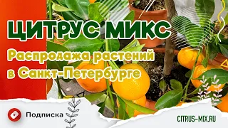 Обзор и распродажа растений в Цитрус Микс - Санкт-Петербурге |#комнатныерастения #растения