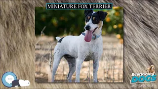 Miniature Fox Terrier 🐶🐾 Everything Dog Breeds 🐾🐶
