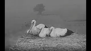 Stork nest 45 minutes Thunder Lightning Rain, Wind in 6 minutes