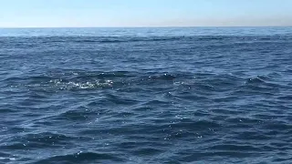 Playful Dolphins Approach Boat || ViralHog