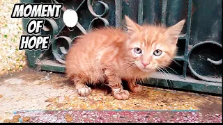 We found a crying kitten alone, wet and shivering from the cold