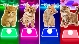 CUTE CAT LISA MONEY vs BTS DYNAMITE vs FIFTY FIFTY CUPID vs JISOO FLOWER BLACKPINK & TILES HOP EDM R