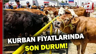 Kurban pazarları hareketlendi! İşte Erzurum'da kurbanlık pazarındaki fiyatlar... | A Haber