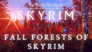 Skyrim 4K Music & Ambience | Fall Forests of Skyrim | Relax | Elder Scrolls Ambient Music [8 Hrs]