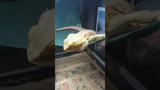 EXCITED FAT BEARDED DRAGON WAKES UP AND EATS AFTER 5 MONTH SLEEP #shorts