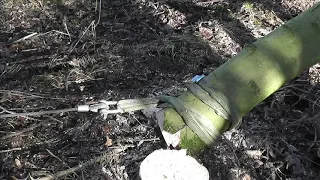 Standard tree fell, hung up and winch. NPTC revision