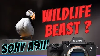 Is the Sony A9III the New Wildlife King ???