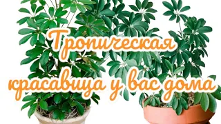 Шефлера уход в домашних условиях#шефлера#уходзашефлерой#plants #suculentas #sheflera