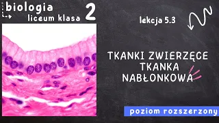 Biologia klasa 2 [Lekcja 5.3 - Tkanki zwierzęce. Tkanka nabłonkowa]