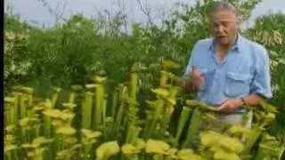 Venus fly trap - The Private Life of Plants - David Attenborough - BBC