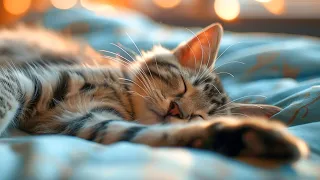 Music for Cats - Relaxing Sleep Music & Stress Relief / Peaceful Piano Music to Calm Cats