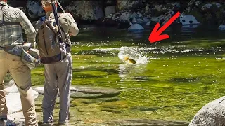 FLY FISHING NZ / Amazing BROWN Trout!!