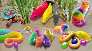 So Amazing Catching Colorful Betta Fish In The River, Giant Catfish, Ornamental Fish, Turtle, Adder