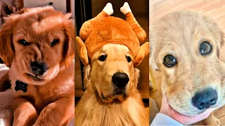 Dogs Videos But Try Not To Laugh🤣😂Part 83