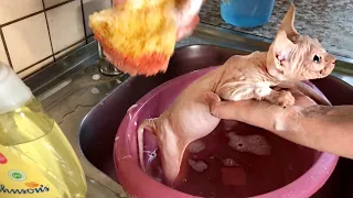 Купаю💦 котёнка Сфинкса🐈Наглядное пособие😊 Bathing a Sphynx kitten