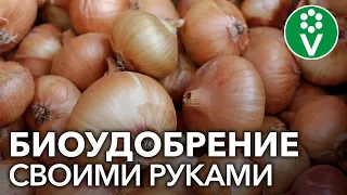 ЭКСТРАКТ ИЗ ЛУКОВОЙ ШЕЛУХИ творит чудеса в саду и огороде!