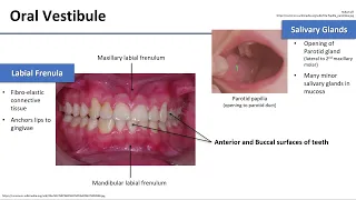 Oral Cavity Boundaries and Contents