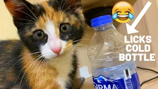 MY CAT LICKS THE BOTTLE !!!!? Cute cat video | YUFUS