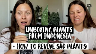 Unboxing Houseplants From GREENSPACES.ID | Plant Mail From Indonesia!