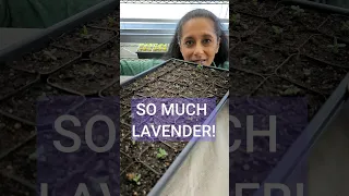 How To Grow Lavender From Seed💜 Easily & Step-By-Step