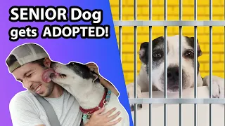 Senior Shelter Dog Defies Cancer & Gets Adopted!!