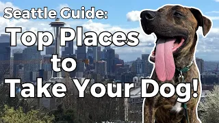 Seattle Neighborhood Guide: Top Places to Take Your Dog!