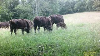 Zubor hrivnatý, Poloniny, vlčie hory