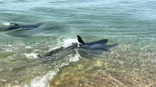 killer dolphins black sea beach