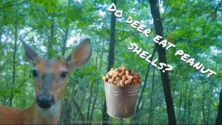 Do DEER Eat PEANUT SHELLS? | Green Field Update