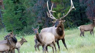 Elk Rut with Lots of Bugling and Aggressive Bull Guarding his Canadian Rockies Harem