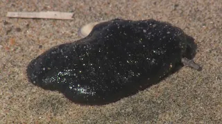 Oil Blobs Wash Onto California Beaches