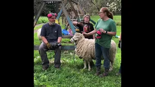 Shear sheep standing up?  We do.  Ewe will see 5 yrs exp. & 1 hr per sheep shearing trimmed to 15min