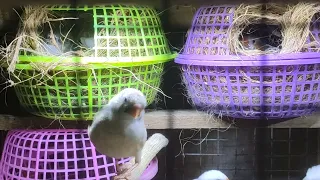 zebra finch colony progress #finchesbreeding #finch