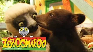 🐒 Zoboomafoo 🐒 123 | Bears - Full Episode | Kids TV Shows