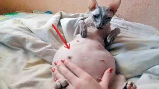 Люди не переставали истерически кричать, когда увидели, что родила эта кошка!