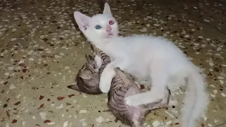 6 Minutes of Kittens | CUTEST Kitten Videos 😍   @Homelesshungrycats