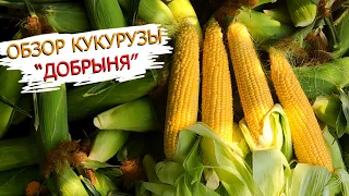 Это моя самая любимая кукуруза!😋 Обзор вкуснейшего гибрида кукурузы "Добрыня"