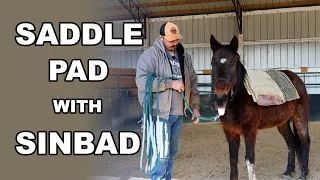 Saddle Pad with Sinbad  | Training Tuesday