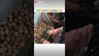 Грецкий орех🌰🌰🌰🌰