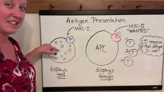 7Q Antigen Presentation