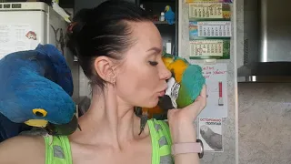 Любовь и нежности.Ласковый попугай Ара. Гиацинтовый Ара целуется. какаду. Смешные попугаи