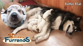 Dalmatian Pups Have A Husky Momma?! l Unlikely Furrends Ep 06