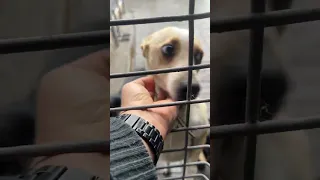 Доброе утро с нашими хвостиками 🐕