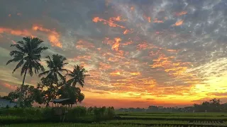 Sawah Tetangga