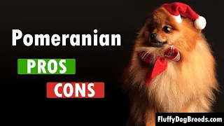 Pros and Cons of Owning a Pomeranian: A Comprehensive Guide