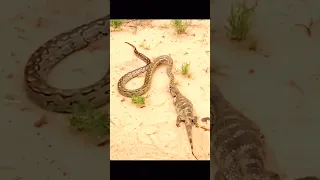 lizard vs snake | snake catch lizard #animals #shorts #viral