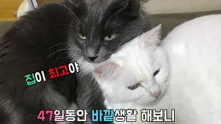 47일만에 고양이 모모를 찾았어요! [고양이 탐정]