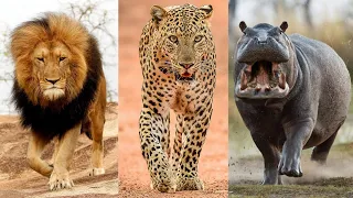 Top 10 Animals That Pose the Biggest Threat to Humans Life in Africa