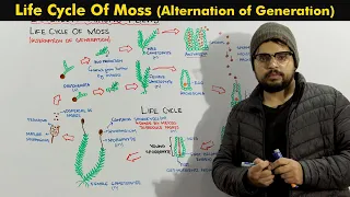 Life Cycle Of Moss (Bryophytes Alternation of Generation)